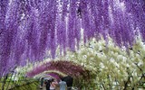 Ngắm những vòm cây đẹp như cổ tích ở Hà Nội